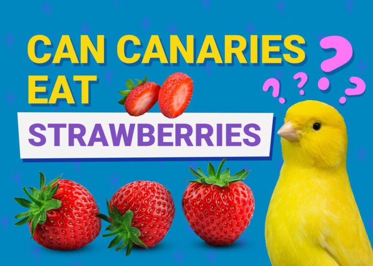 PetKeen_Can Canary Eat_strawberries