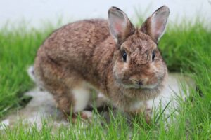 Read more about the article Почему мой кролик дышит быстро?  8 одобренных ветеринаром причин