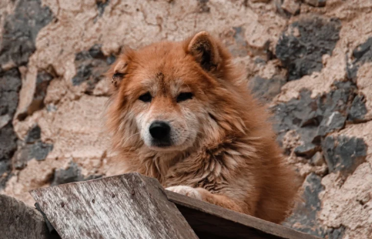 Вьетнамский бобтейл хмонг или собака с купированным хвостом