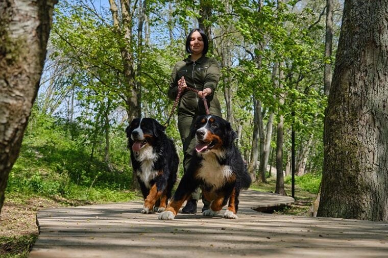 женщина выгуливает двух бернских зенненхундов