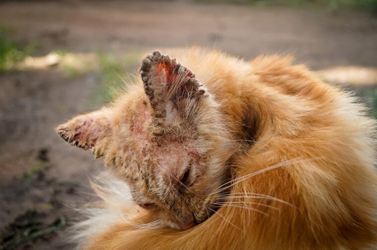 Кошка с клиническими признаками саркоптоза