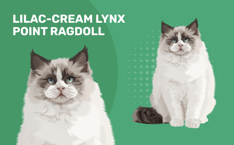 Лилово-кремовый Lynx Point Ragdoll