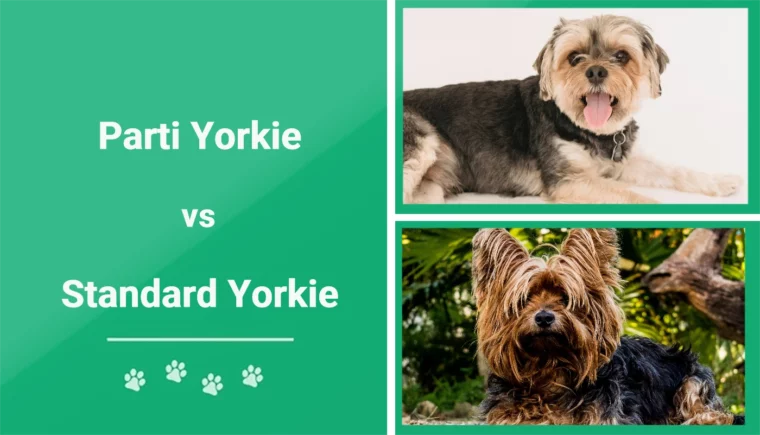 Parti Yorkie vs Standard Yorkie — Избранное изображение