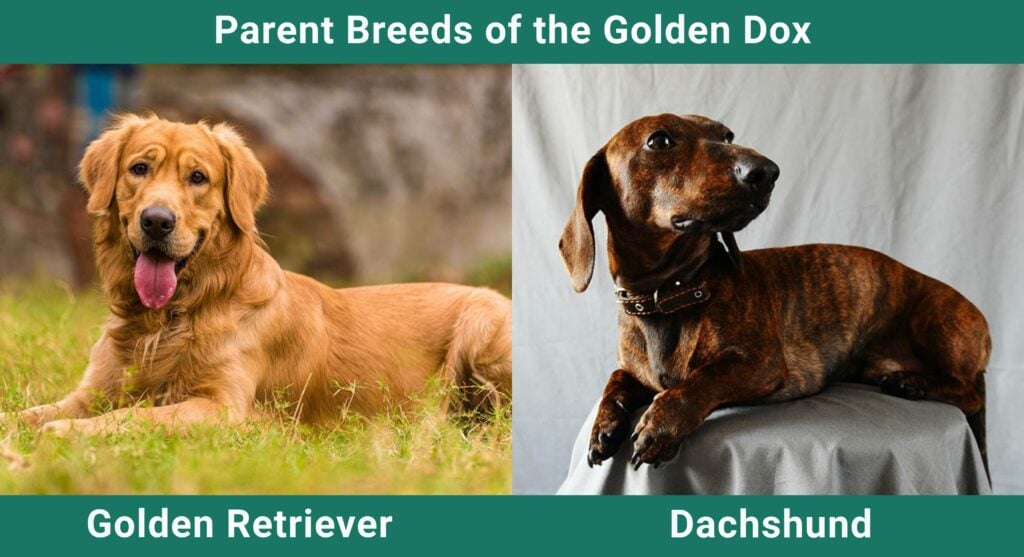 Parent_breds_Golden Dox