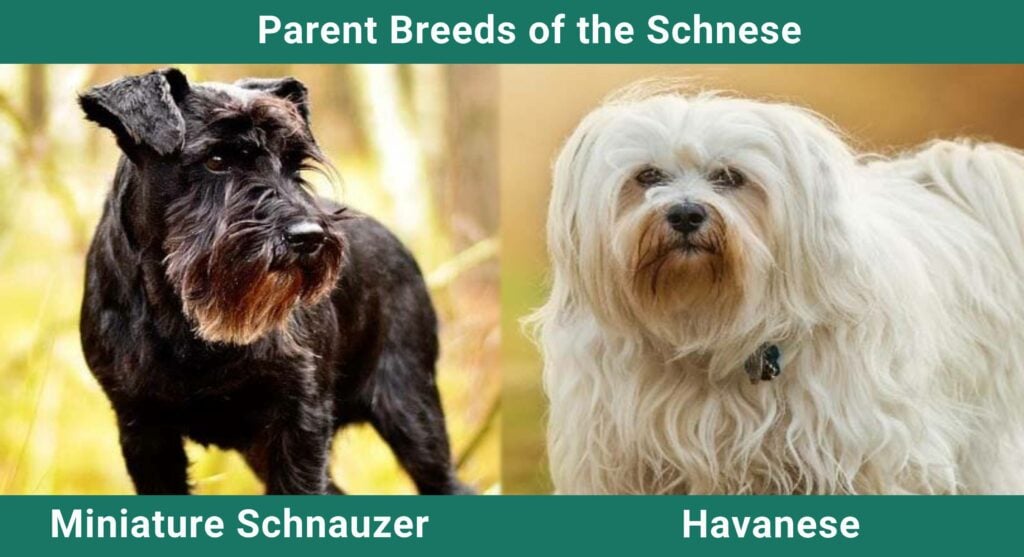 Parent_breeds_Schnese