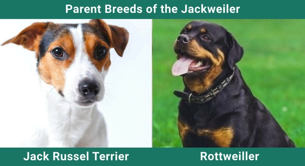 Parent_breds_Jackweiler