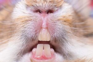 Read more about the article Как сделать зубы кролика короткими: 7 советов, одобренных ветеринарами