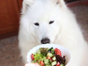 Read more about the article Нужны ли собакам овощи, чтобы быть здоровыми?  Наш ветеринар объясняет