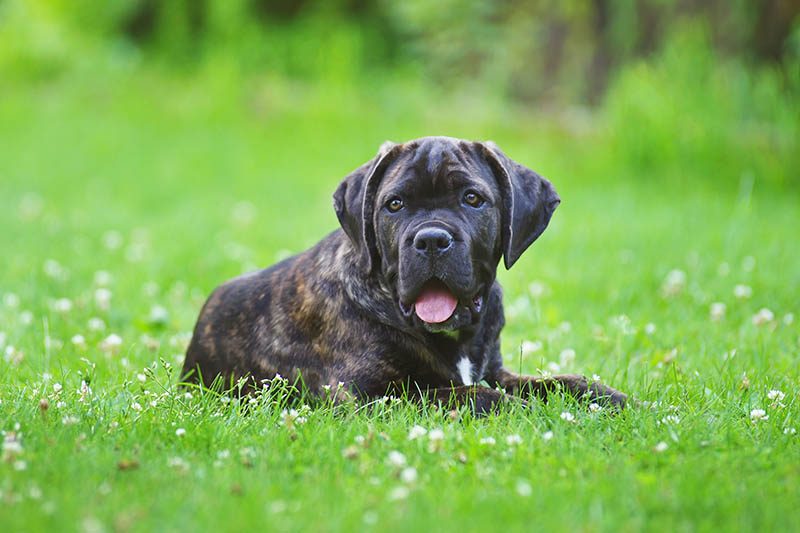 Щенок Brindle Cane Corso лежит на улице на зеленой траве