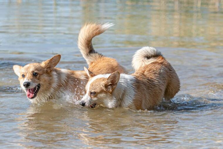 две счастливые собаки вельш корги пемброк играют и прыгают в воду