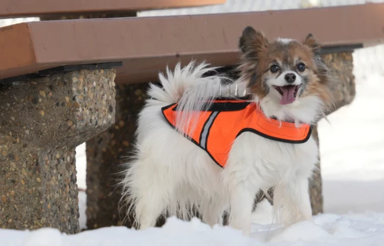 маленькая белая пушистая собачка в жилете CoyoteVest