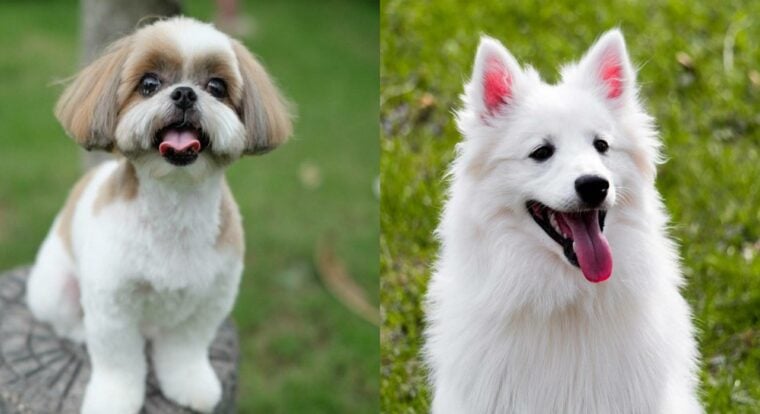 Избранное изображение Parent_breeds_Shih-Mo