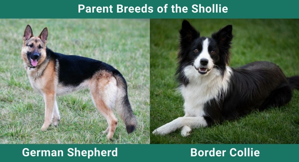 Parent_breeds_Shollie