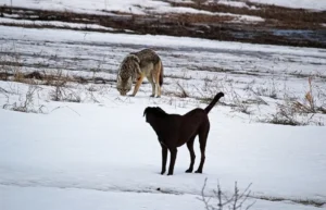 Read more about the article Могут ли койоты размножаться с собаками?  Что говорит наука!