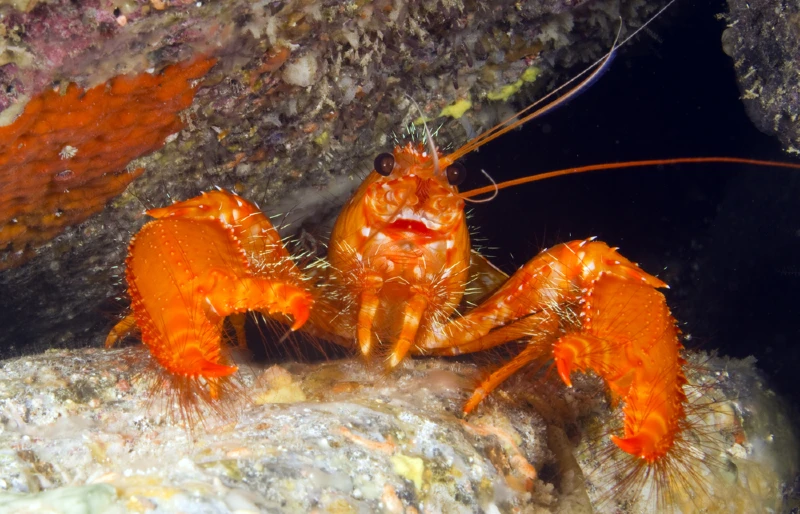 Красный гавайский рифовый лобстер (Enoplometopus occidentalis)