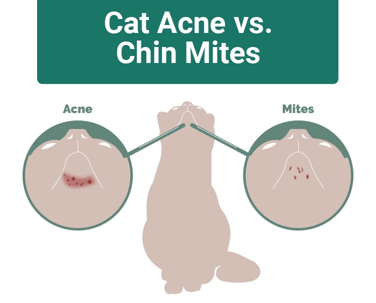 cat_acne_vs_chin_mites_pk