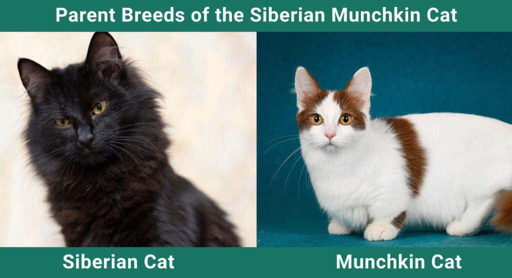 Parent_breds_Siberian-Munchkin - Бок о Бок