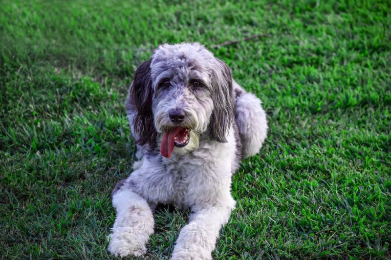 Aussiedoodle лежит на улице