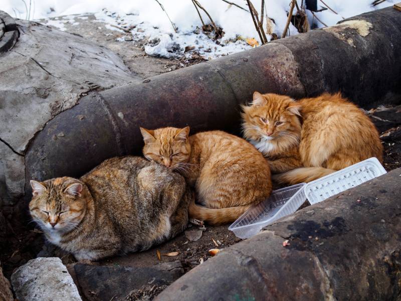 Три бездомных кота зимой пытаются согреться на горячих трубах