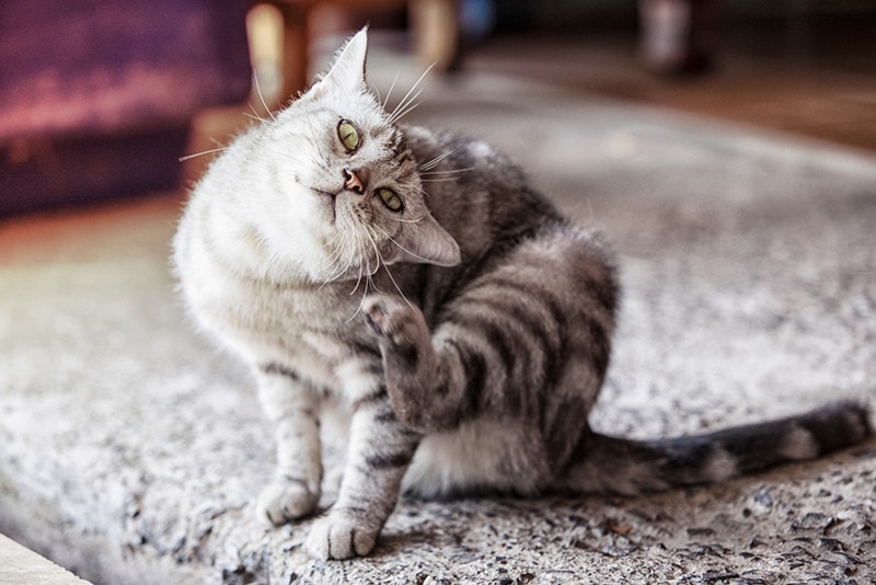 Read more about the article Могут ли кошки умереть от блох?  Факты и часто задаваемые вопросы, проверенные ветеринарами