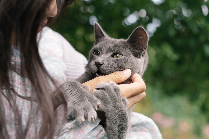 юная леди царапает кошачий подбородок