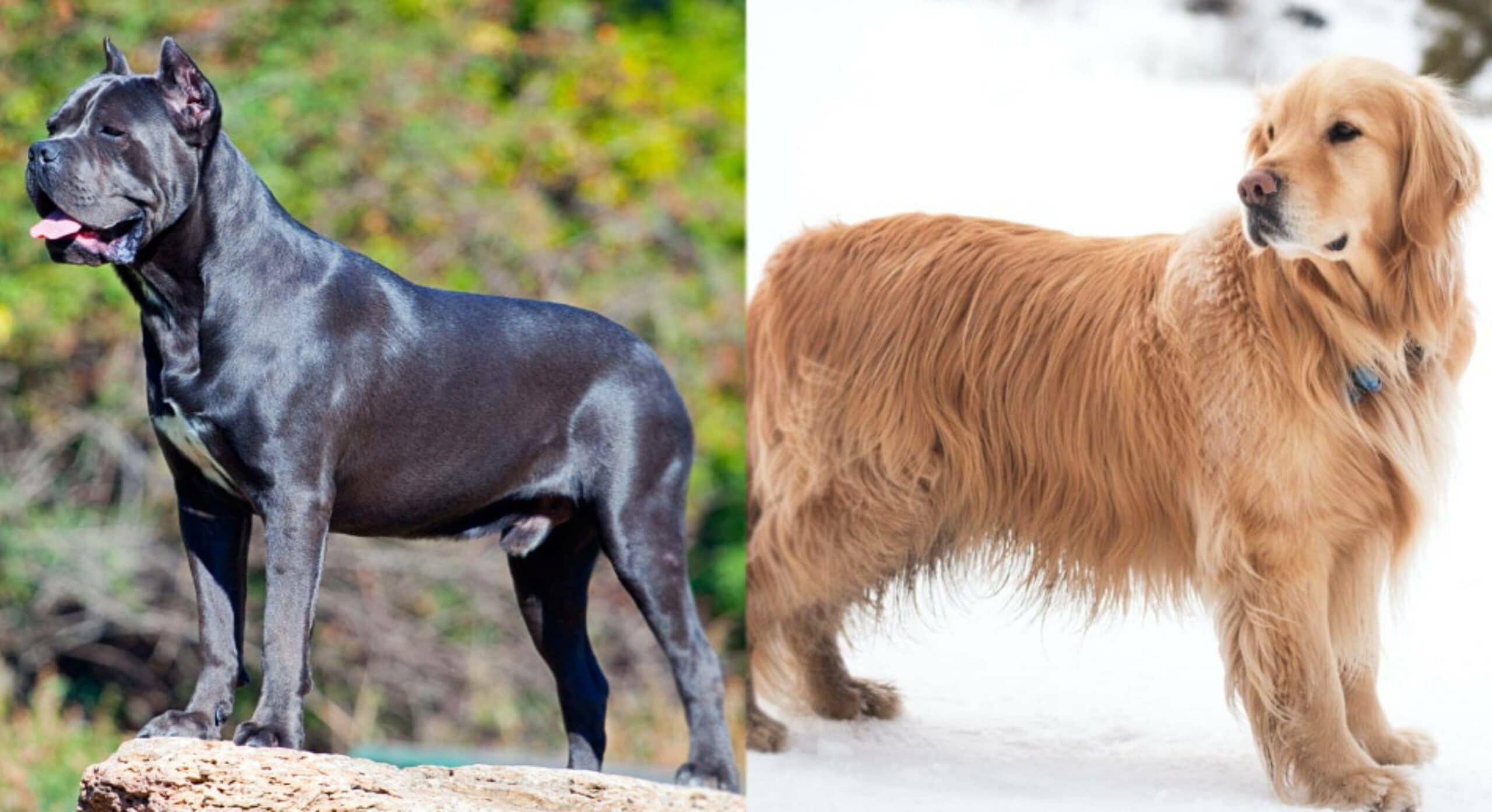 Parent_breds_Cane-Corso-Golden-Retriever-Mix-Groom