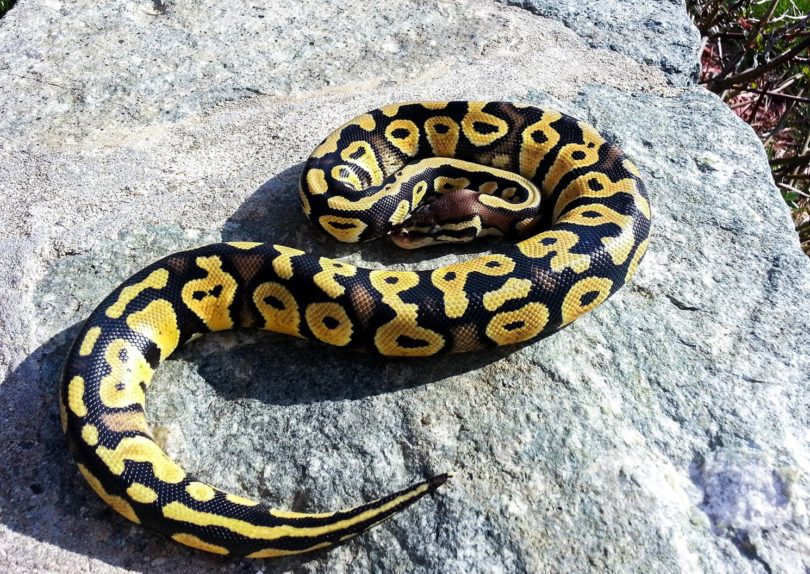 Пастель Baby Ball Python