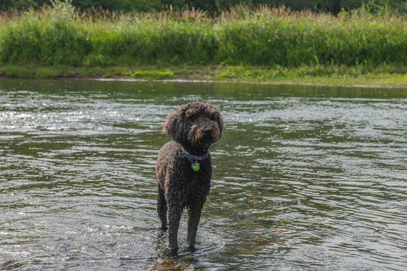 Черная собака Goldendoodle стоит на берегу реки