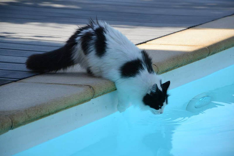 Кошка пьет воду из бассейна