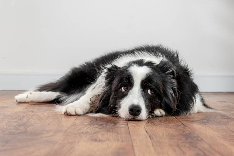 Read more about the article Почему собаки вздыхают?  6 причин, проверенных ветеринаром