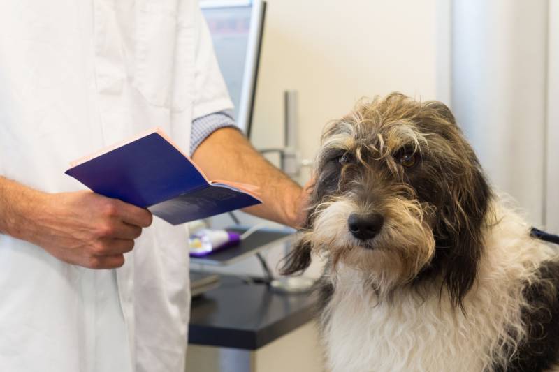 Read more about the article Может ли у собак быть синдром Дауна?  Факты и часто задаваемые вопросы, проверенные ветеринарами