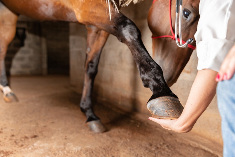 Read more about the article Как почистить копыта лошади: проверенное ветеринаром пошаговое руководство