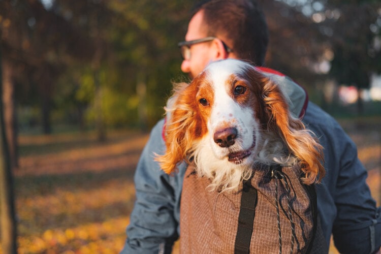 Joyful,Cocker,Spaniel,Sits,In,A,Backpack.,Concept,Of,Hidking_Aleksey Boyko_ Shutterstock