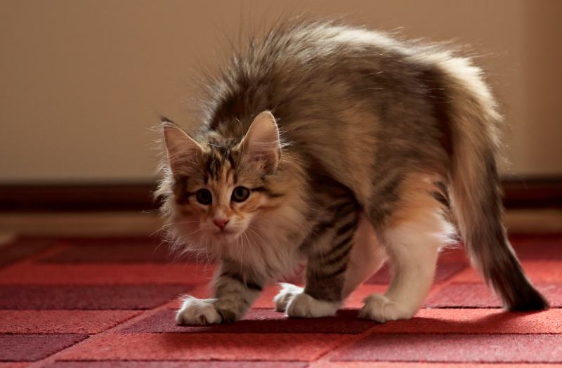 Read more about the article Почему кошки выгибают спину? 7 проверенных ветеринарами причин