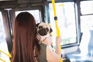 Read more about the article Разрешены ли собаки в автобусах Greyhound?  (обновлено в 2023 г.)