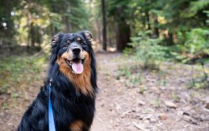 Read more about the article 10 пешеходных маршрутов для собак в Юте (Руководство на 2023 год)