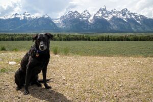 Read more about the article Разрешены ли собаки в национальном парке Гранд-Титон (обновлено в 2023 г.)