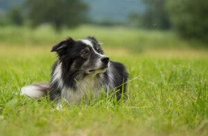 Read more about the article Моя собака продолжает есть мух, что мне делать?  Факты и часто задаваемые вопросы, проверенные ветеринаром