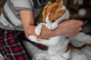 Read more about the article Почему моя кошка хватает меня за руку и кусает?  6 вероятных причин