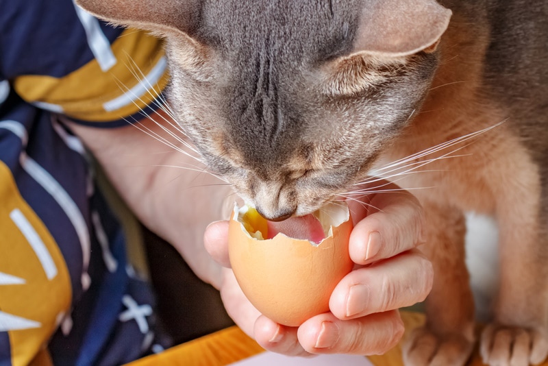 Кот ест вареное яйцо из скорлупы