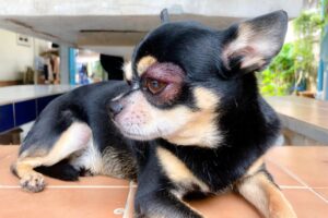 Read more about the article У моей собаки шишка на глазу: стоит ли волноваться?  (Ответ ветеринара)