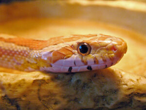 Read more about the article Как часто кукурузные змеи линяют и сколько времени это занимает (обзор)