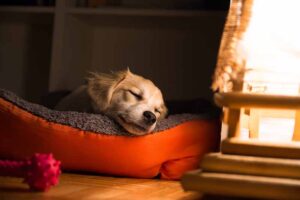 Read more about the article Должны ли щенки спать в темноте?  Факты и часто задаваемые вопросы