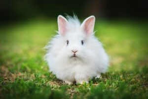 Read more about the article 10 лучших пород кроликов для детей (с фотографиями и информацией)