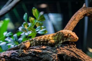 Read more about the article Leachie Gecko: информация, изображения и руководство по уходу
