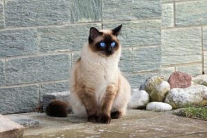 Read more about the article У всех ли сиамских кошек голубые глаза?  Факты и часто задаваемые вопросы