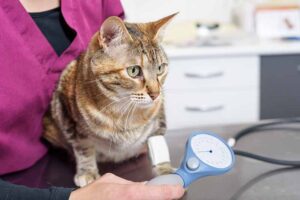 Read more about the article Гипертония у кошек: ветеринар проверил уровни артериального давления