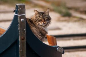 Read more about the article Были ли кошки на Титанике?  Интересный ответ