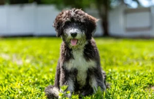 Read more about the article Насколько большим станет мой Bernedoodle: Таблица размеров и роста