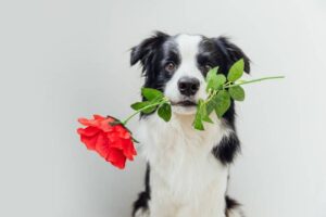 Read more about the article Моя собака съела розу, что мне делать?  Факты, осложнения и часто задаваемые вопросы, проверенные ветеринарами